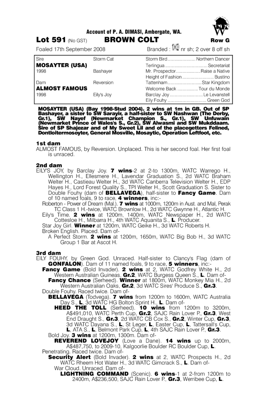 Star Of Illusion - pedigree