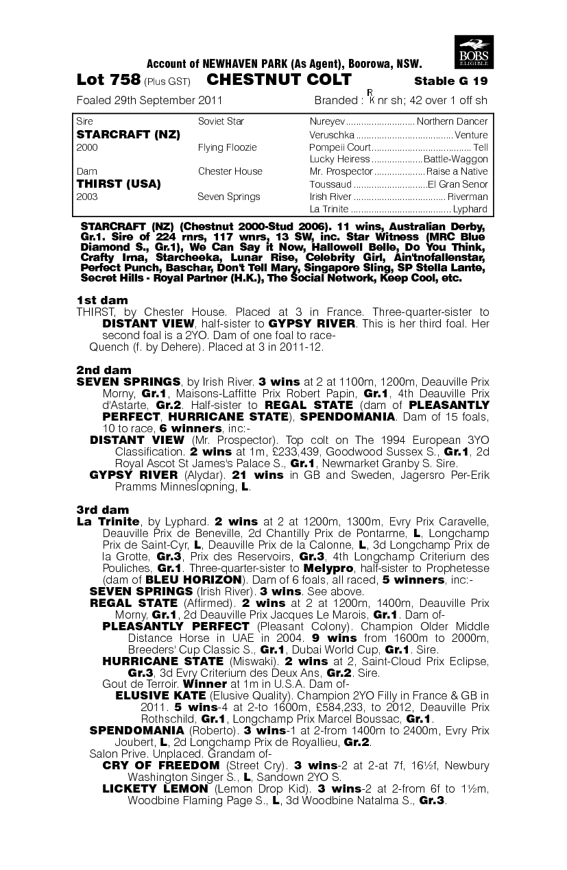 Velocity Impact (AUS) - pedigree
