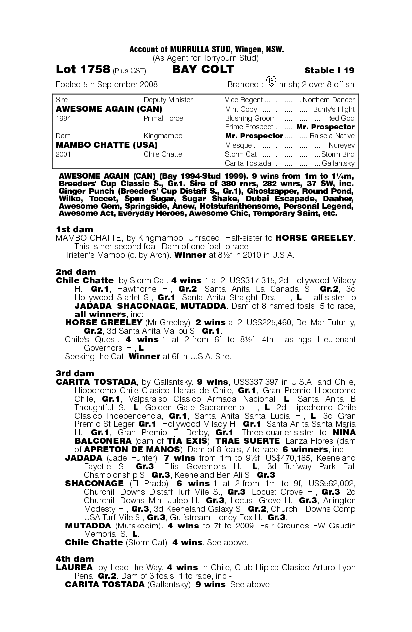 Awesome Again (CAN) / Mambo Chatte (USA) - pedigree