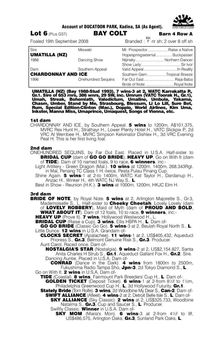 Obvious Option - pedigree