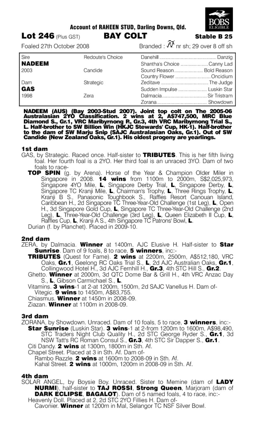 Light Night - pedigree