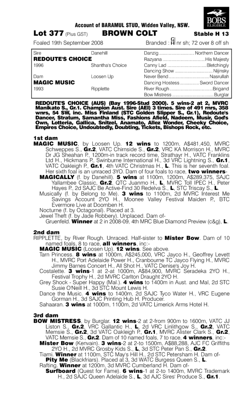 Shenanigans - pedigree