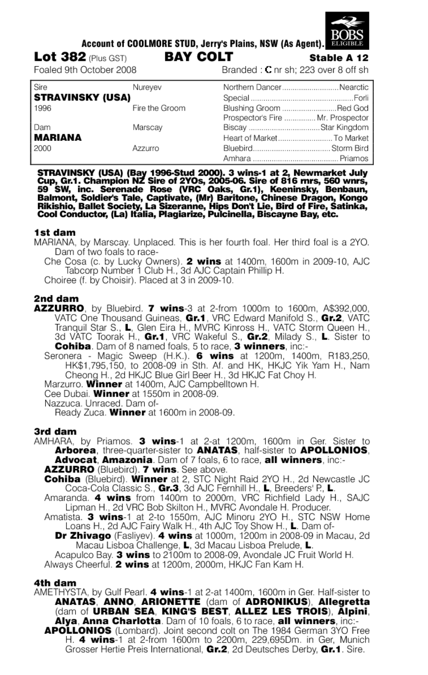 Bear Express - pedigree