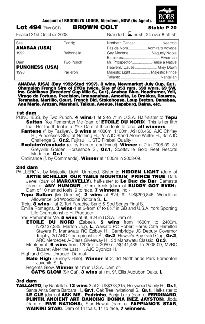 He's A Knockout - pedigree