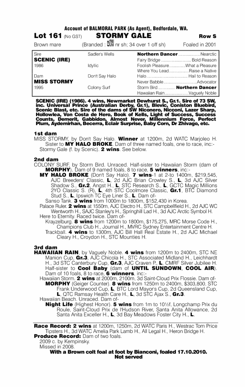 Stormy Gale - pedigree