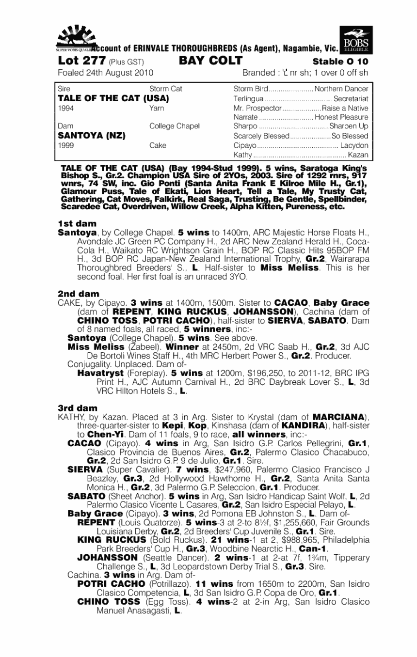 Santoya Cat - pedigree