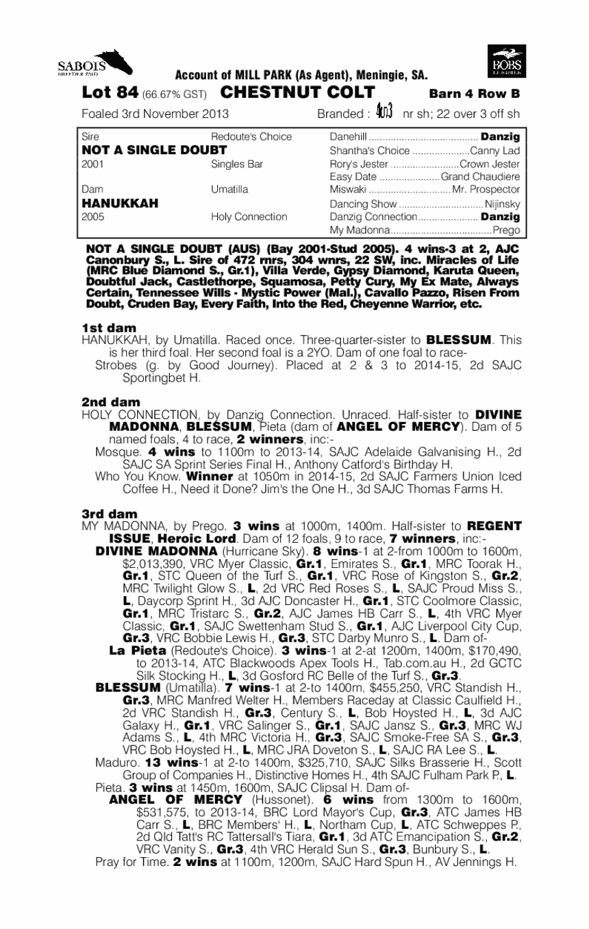 Hanukkah Gold (AUS) - pedigree