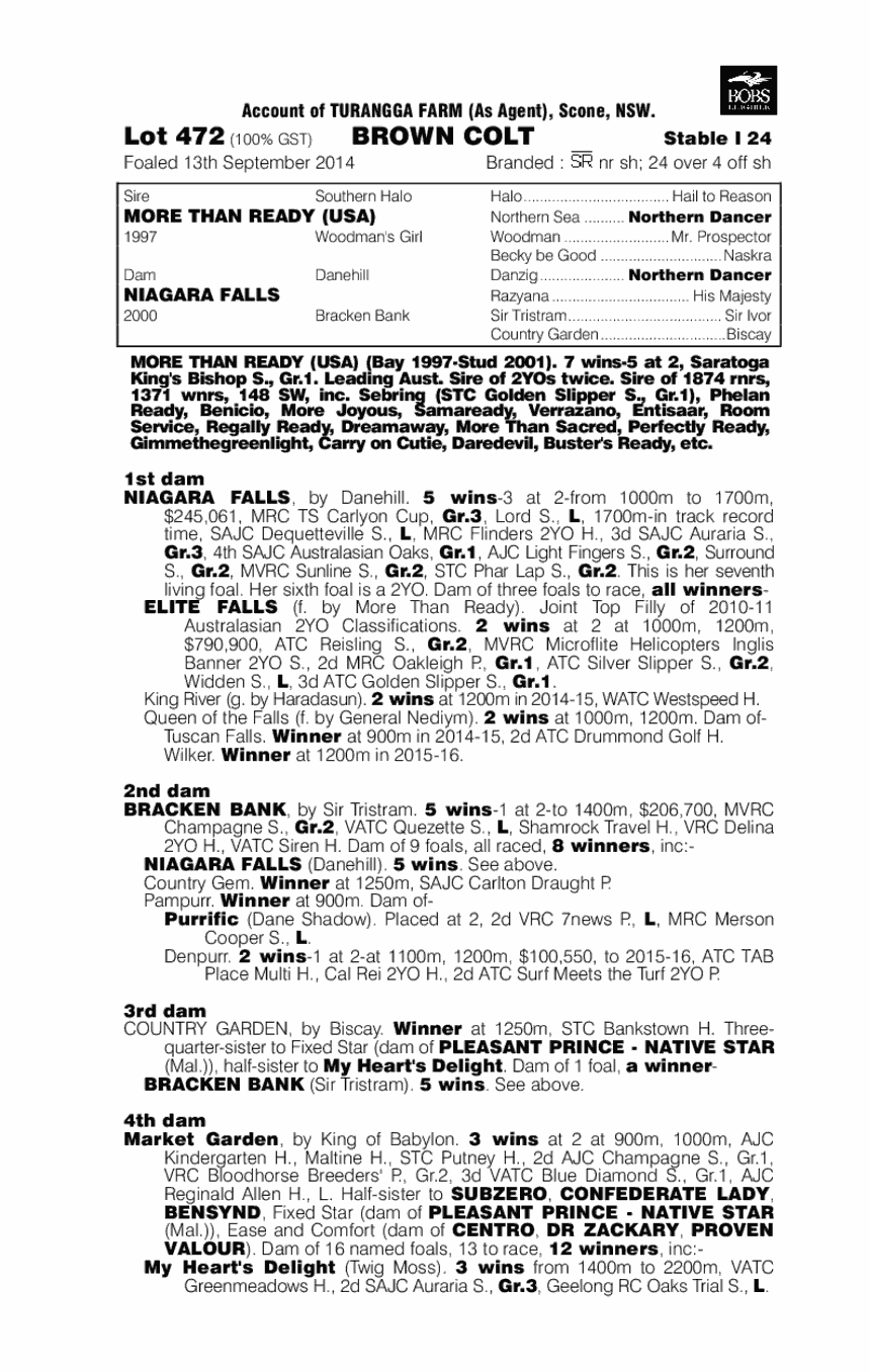 More Than Ready (USA) / Niagara Falls (AUS) - pedigree