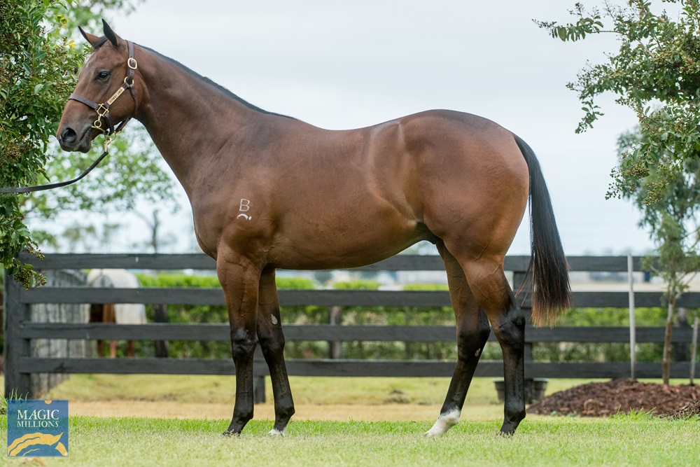 Dissident (AUS) / Gentle Goodnight (AUS) 2019 Colt - Image 1