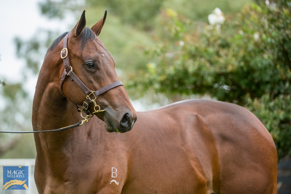 Dissident (AUS) / Gentle Goodnight (AUS) 2019 Colt - Image 2