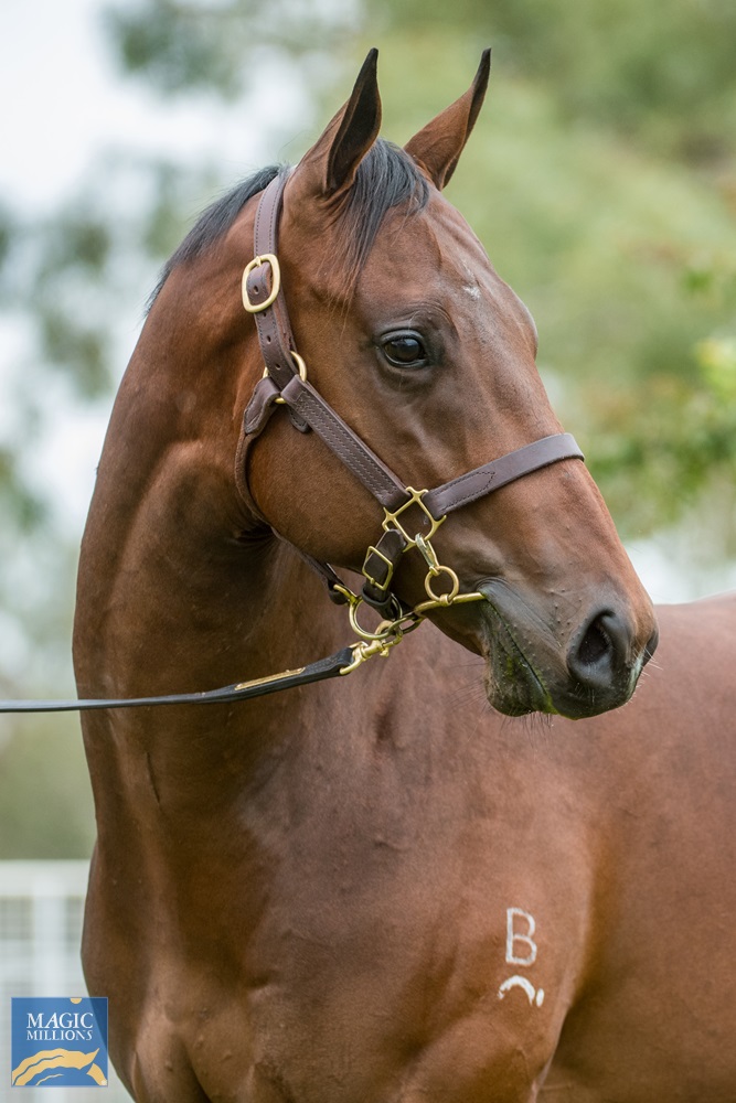 Dissident (AUS) / Gentle Goodnight (AUS) 2019 Colt - Image 3