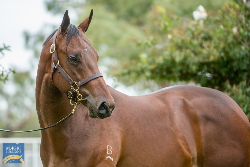 Dissident (AUS) / Gentle Goodnight (AUS) 2019 Colt - Image 4