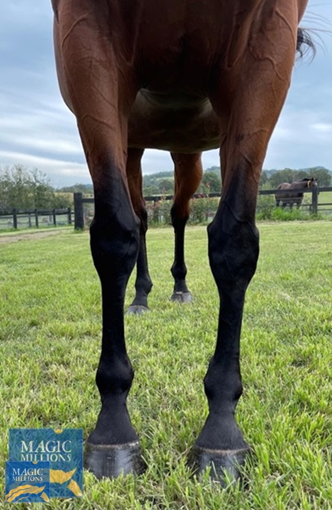 Victory Grand (AUS) - Image 2