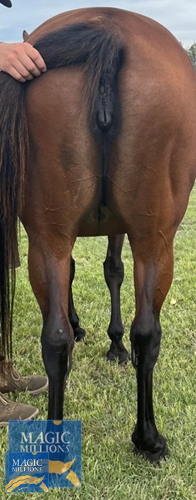 Victory Grand (AUS) - Image 3