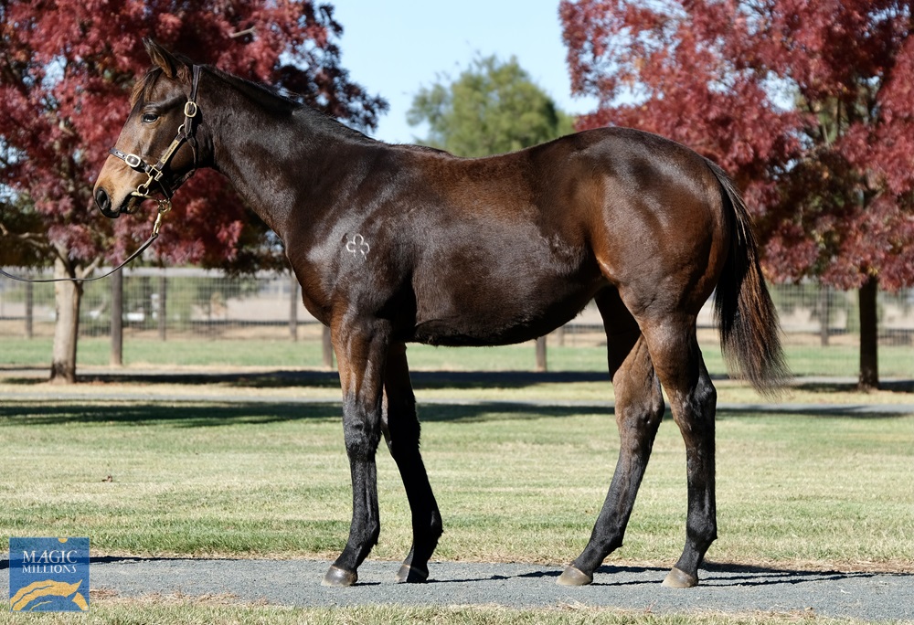 Street Boss (USA) / Hallucinates (AUS) 2020 Filly - Image 1