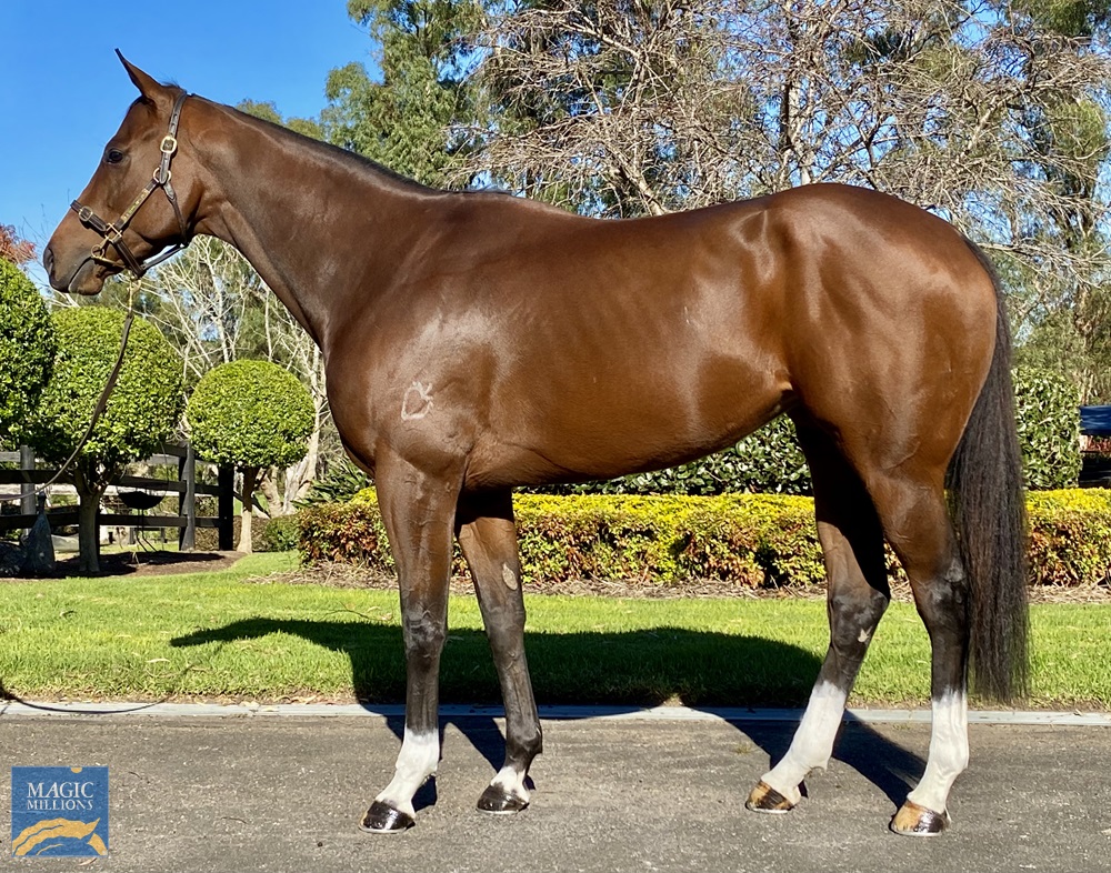 Born to Play (AUS) - Image 1