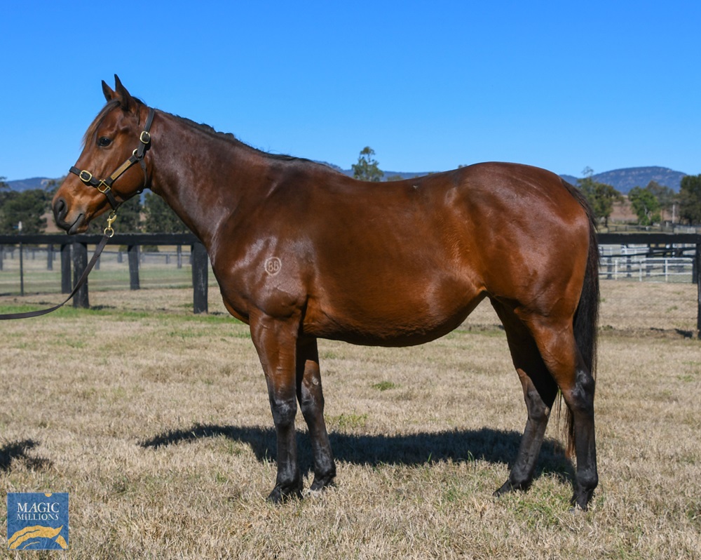 Guatemala (NZ) - Image 1