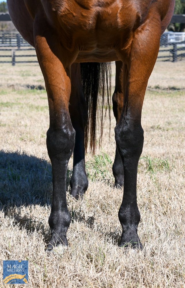 Guatemala (NZ) - Image 2