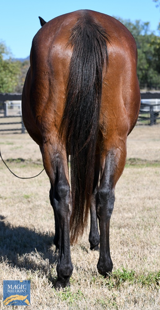 Guatemala (NZ) - Image 3