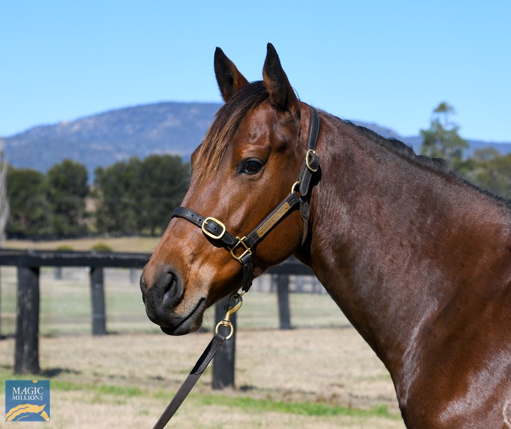 Guatemala (NZ) - Image 4