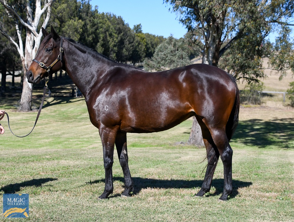 Jolie's Pearl (AUS) - Image 1