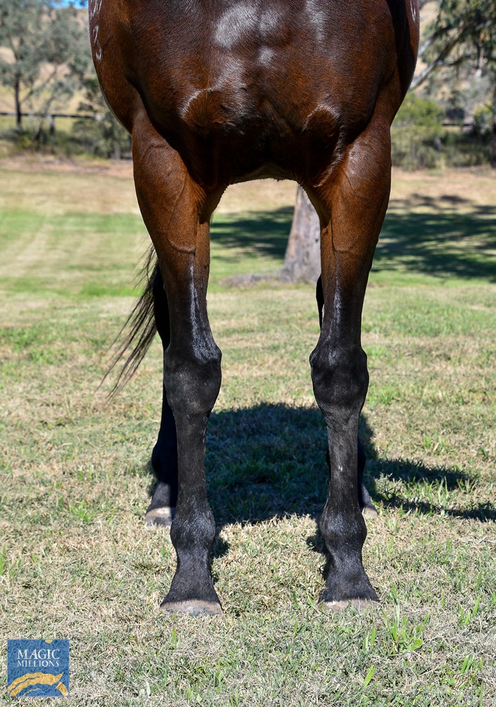 Jolie's Pearl (AUS) - Image 2