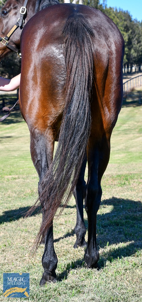 Jolie's Pearl (AUS) - Image 3