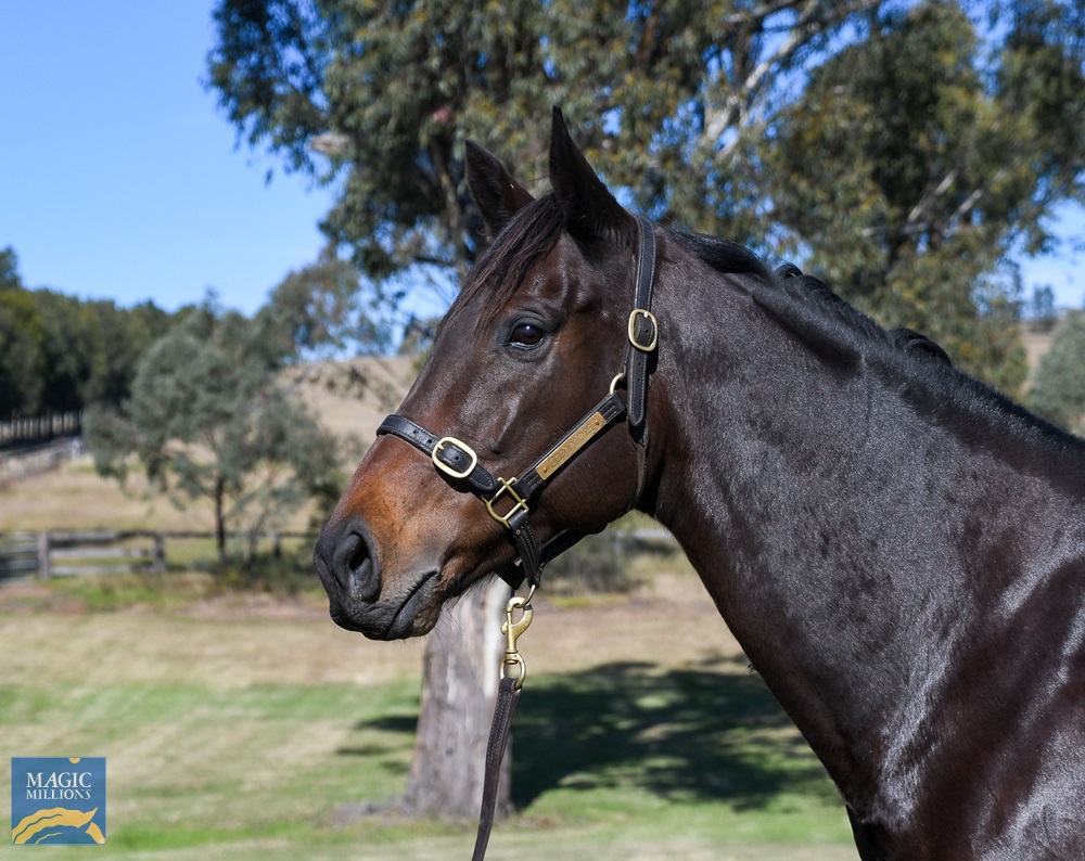 Jolie's Pearl (AUS) - Image 4