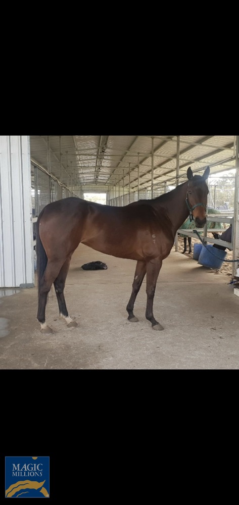Water Horse (AUS) - Image 1