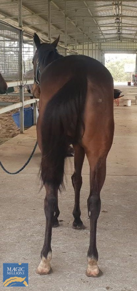 Water Horse (AUS) - Image 2