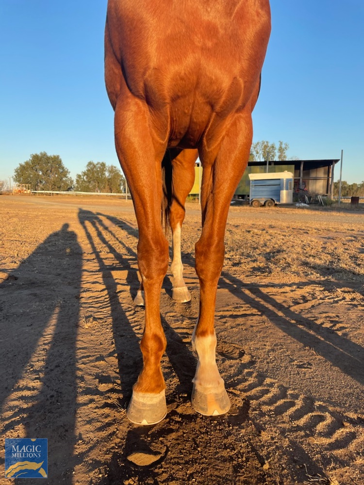 Blazing Ash (AUS) - Image 1