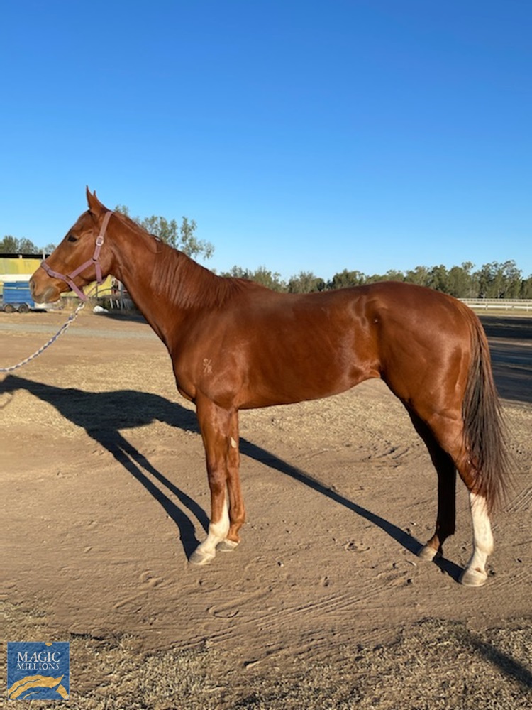 Blazing Ash (AUS) - Image 2