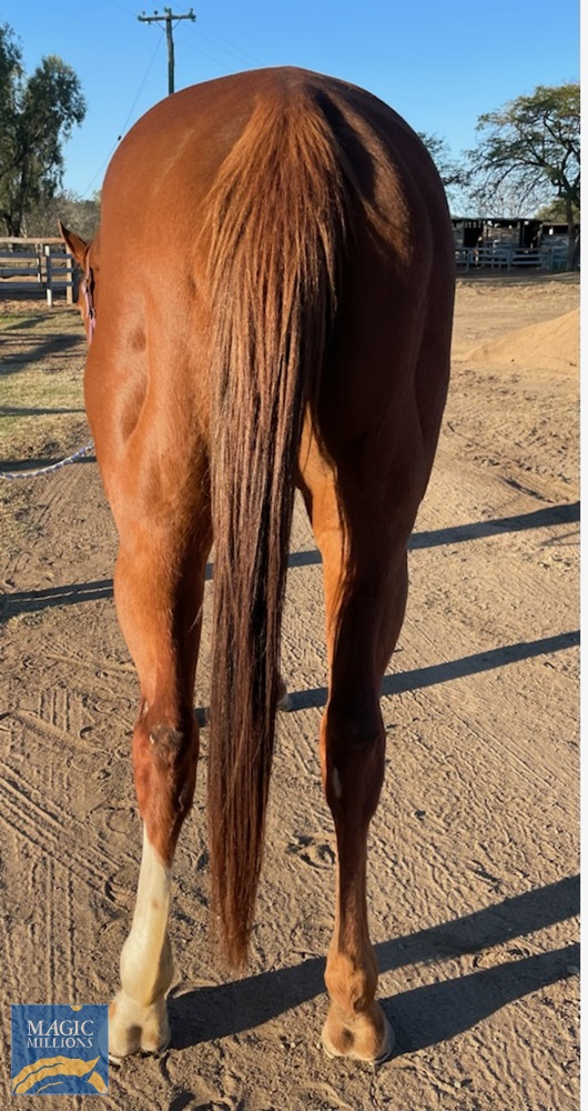 Blazing Ash (AUS) - Image 3