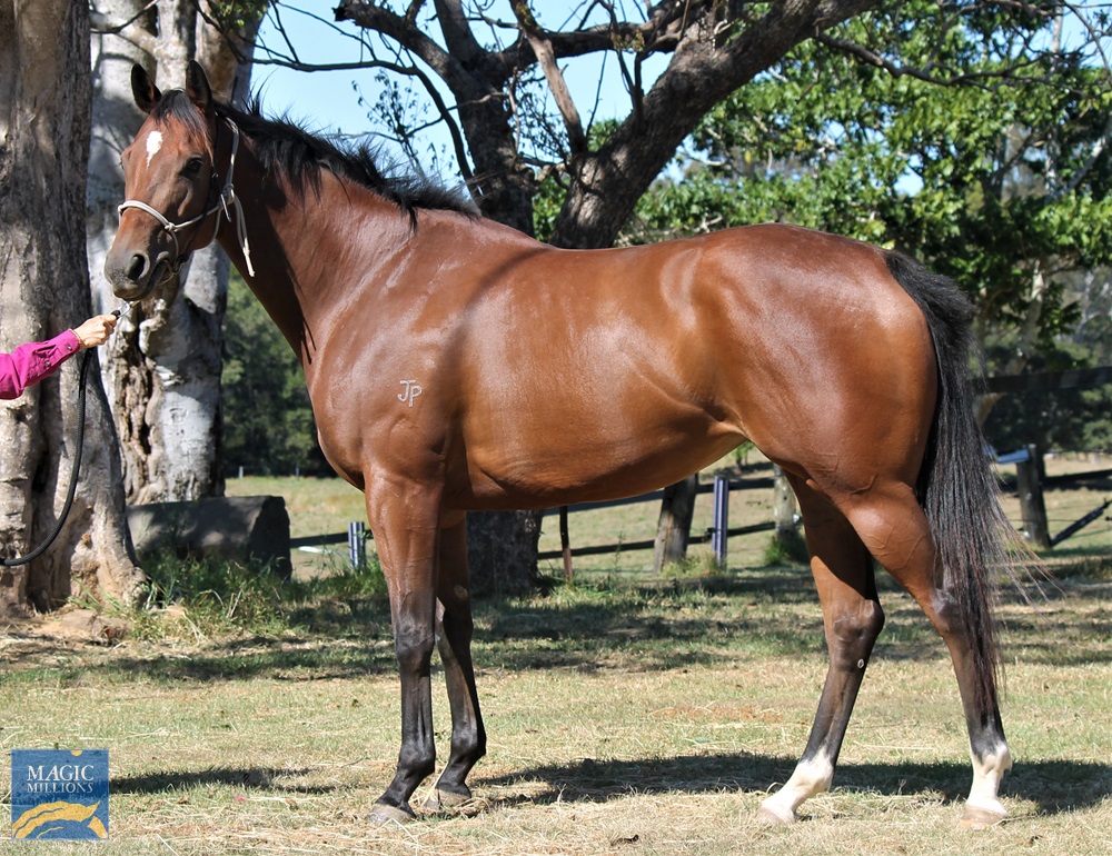 Vista Rose (NZ) - Image 1