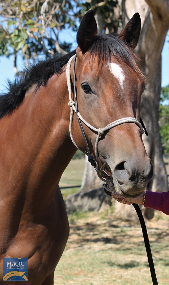 Vista Rose (NZ) - Image 2