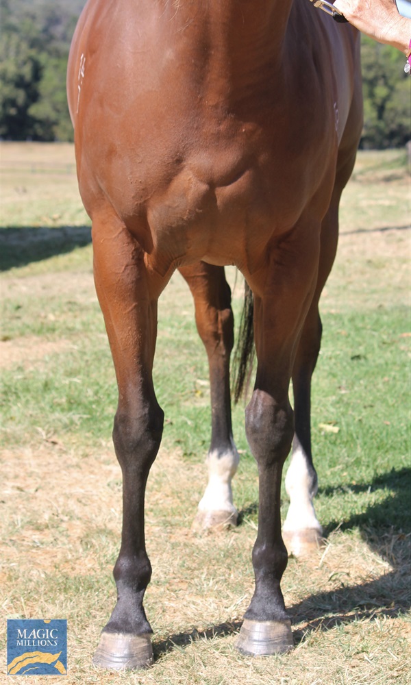 Vista Rose (NZ) - Image 3