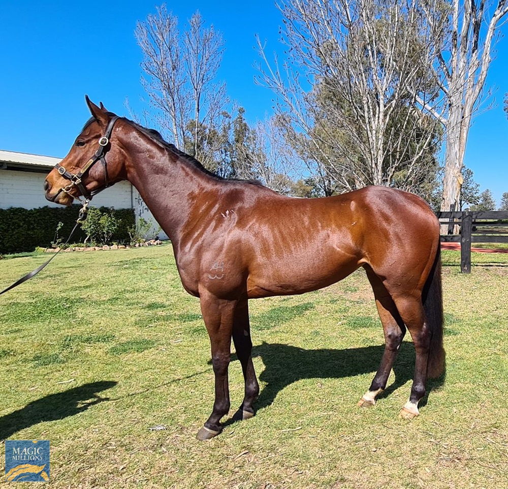 Barbaco (AUS) - Image 1