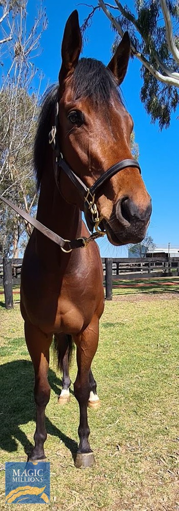 Barbaco (AUS) - Image 2