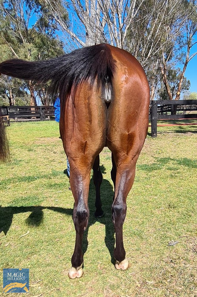 Barbaco (AUS) - Image 3