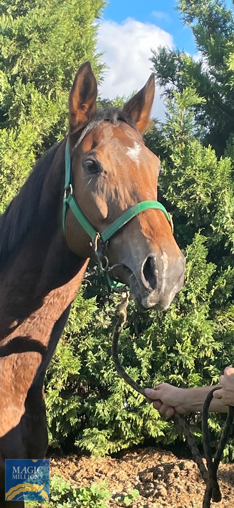 Electric Ellyse (AUS) - Image 1