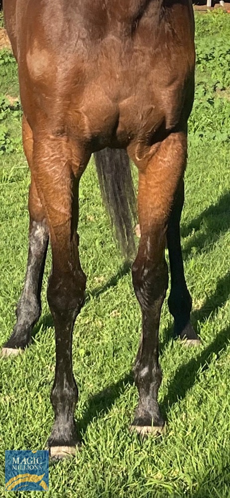 Electric Ellyse (AUS) - Image 3