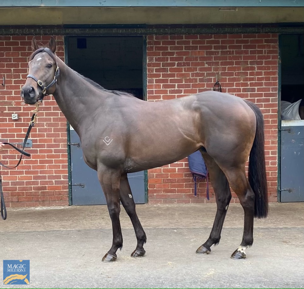 Red Peroni (AUS) - Image 1