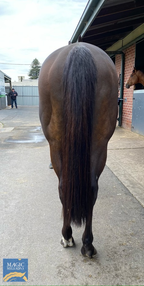 Red Peroni (AUS) - Image 2