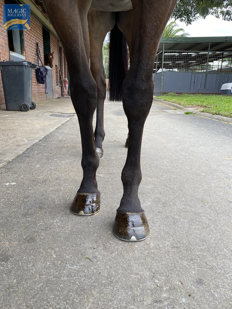 Red Peroni (AUS) - Image 3