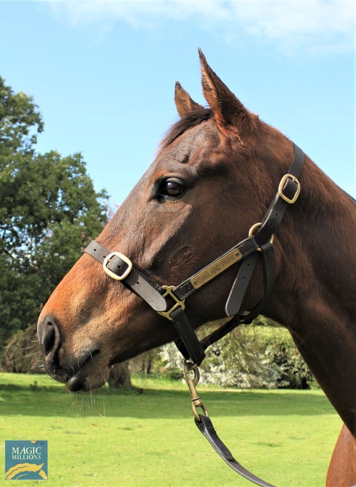 Pretty Petard (AUS) - Image 1