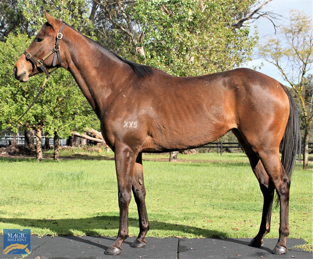 Pretty Petard (AUS) - Image 2