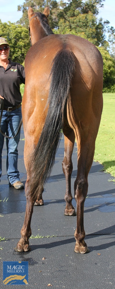 Pretty Petard (AUS) - Image 3