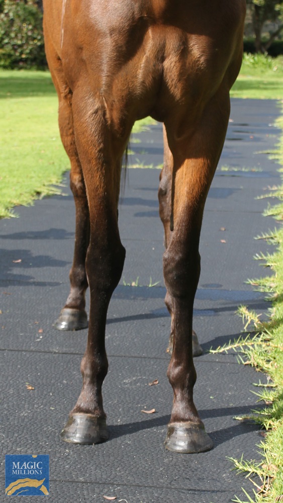 Pretty Petard (AUS) - Image 4