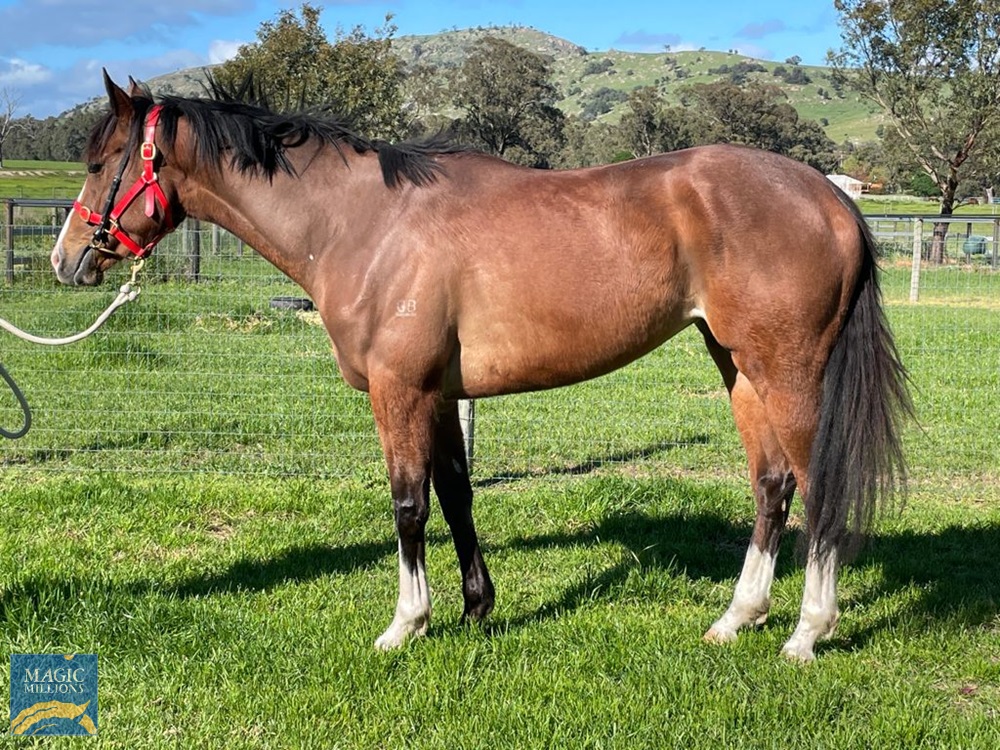 Scissors (AUS) - Image 1