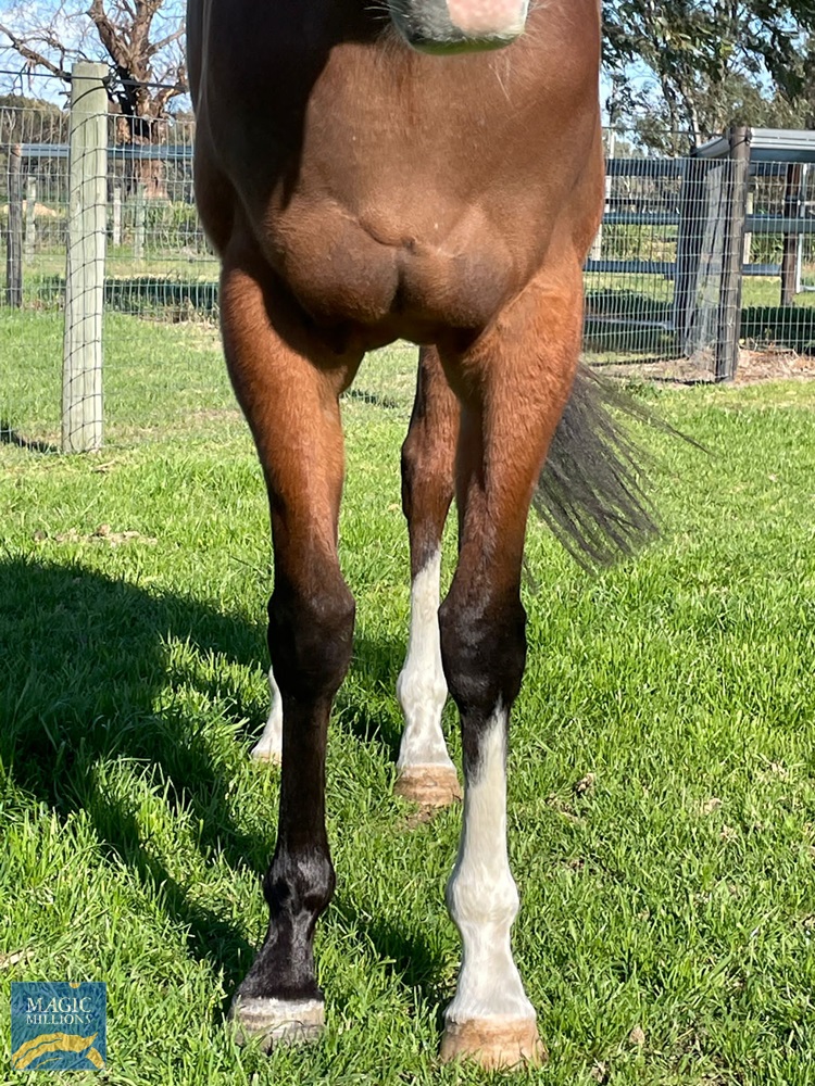 Scissors (AUS) - Image 2